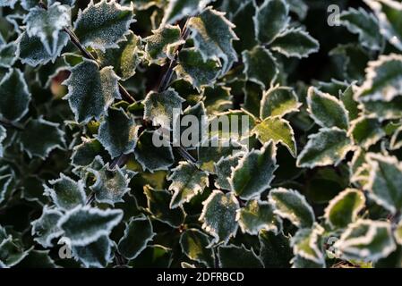 Foglie ricoperte di gelo, agrifoglio al sole in una mattinata invernale. Cristalli di ghiaccio ai bordi delle foglie. Motivo della pianta invernale. Foto Stock