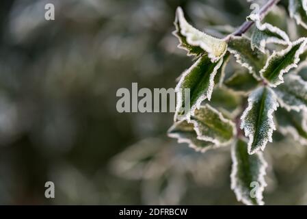 Foglie ricoperte di gelo, agrifoglio al sole in una mattinata invernale. Cristalli di ghiaccio ai bordi delle foglie. Motivo della pianta invernale. Foto Stock