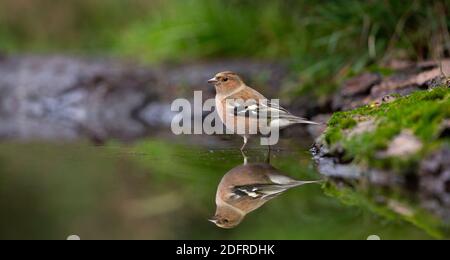 Panorama di un Chaffinch maschio (Fringilla coelebs) in piedi in acqua Foto Stock
