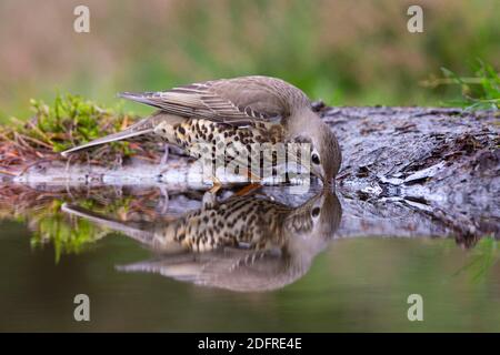 Mistle Thrush (Turdus visivorus) bere ed essere riflessa nell'acqua Foto Stock