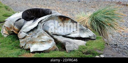 Gli antichi resti di balene si trovano sulla spiaggia tra le rovine della stazione di balene. Un giovane foca antartica (Arctocephalus gazella) prende advant Foto Stock