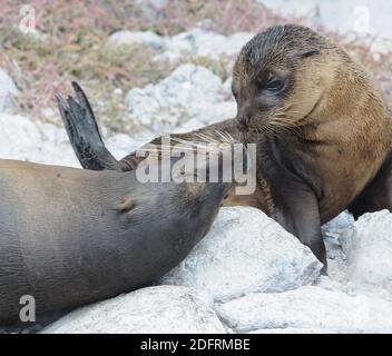 Una femmina di Galápagos Sea Lion (Zalophus wollebaeki) interagisce con i suoi giovani pup. Isla Plaza Sur, Santa Cruz, Galapagos, Ecuador Foto Stock