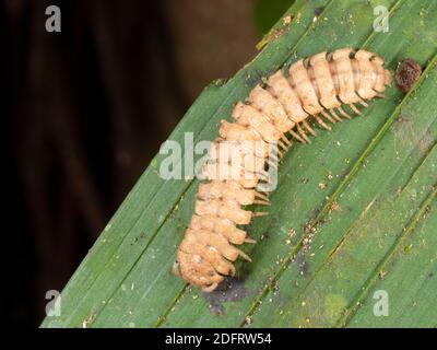 Millipedo (ordine Polydesmida, famiglia Platyrhacidae) su una foglia di foresta pluviale di notte nei pressi di Puerto Quito nell'Ecuador occidentale Foto Stock