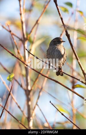 Un Dunnock (Prunella Modularis), conosciuto anche come Hedge Sparrow, seduto in un Bush di Forsythia in un giorno di sole in autunno Foto Stock