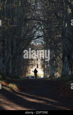 A Man & Dog camminando verso il palazzo vescovile medievale abbandonato di Fetternear, vicino a Kemnay, nell'Aberdeenshire, su un ponte fiancheggiato da alberi di faggio Foto Stock