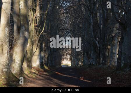 Guardando lungo un sentiero attraverso un viale di alberi di faggio (Fagus Sylvatica) Verso il palazzo vescovile in rovina a Fetternear nel tardo autunno / inizio inverno Foto Stock