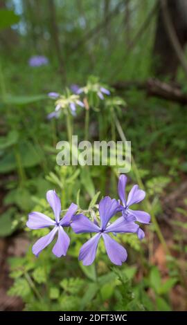 Flox blu selvatico che fiorisce in primavera nella foresta. Foto Stock
