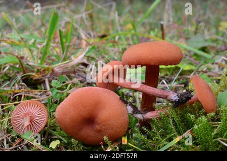 Cinque simpatici esemplari di Laccaria laccata o funghi Laxy laccaria, commestibili e deliziosi, ma molto piccoli, sparati in habitat naturale, tutti i lati visibili, h Foto Stock