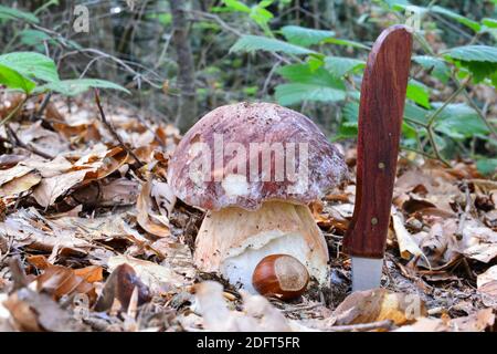 Bell'esemplare di Boletus pinophilus o pino bolete, commestibile, delizioso fungo selvatico, taglia confrontata con nocciola e coltello, orientamento orizzontale, na Foto Stock