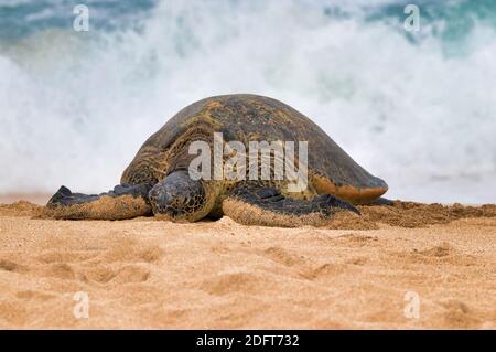 Gigantesca tartaruga marina verde che prende il sole sulla spiaggia di NHO'okipa Beach a Maui. Foto Stock