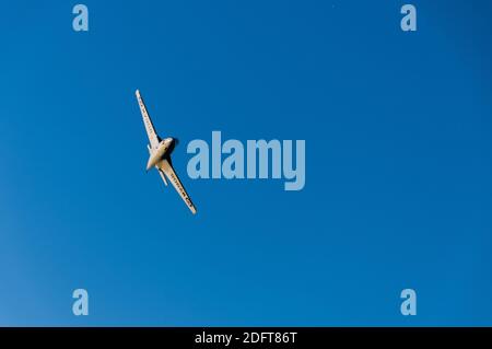 Hawker Sea Hawk FGA.6 WV908 dipinse nei colori che indossava quando faceva parte del 806 Naval Air Squadron che serviva a bordo di HMS Albion. Foto Stock