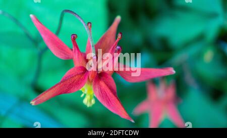 Columbine occidentale (Aquilegia Formosa) trovato a Icy Strait Point, Alaska. Questi possono essere trovati coltivando in zone umide in foreste, boschi e prati. Foto Stock