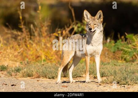 Coyote (Canis latrans) lungo Meadowlark Trail, Merced National Wildlife Refuge, California Foto Stock