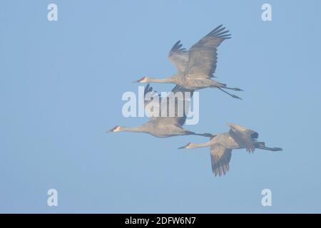 Gru di Sandhill (Grus canadensis) in volo in nebbia, Merced National Wildlife Refuge, California Foto Stock