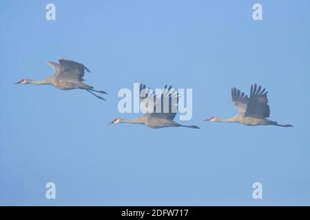 Gru di Sandhill (Grus canadensis) in volo in nebbia, Merced National Wildlife Refuge, California Foto Stock