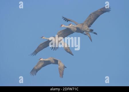 Gru di Sandhill (Grus canadensis) in volo in nebbia, Merced National Wildlife Refuge, California Foto Stock