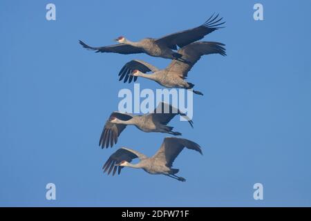 Gru di Sandhill (Grus canadensis) in volo in nebbia, Merced National Wildlife Refuge, California Foto Stock