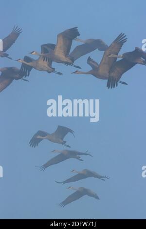 Gru di Sandhill (Grus canadensis) in volo in nebbia, Merced National Wildlife Refuge, California Foto Stock