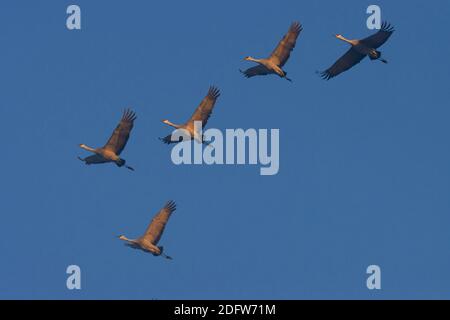 Gru di Sandhill (Grus canadensis) in volo in nebbia, Merced National Wildlife Refuge, California Foto Stock