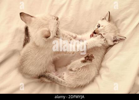amore e amicizia. simpatico gattino bianco, inglese lungo. idea di tenerezza e infanzia. Delizioso gattino bianco che gioca l'uno con l'altro. I piccoli cuccioli carini si rilassano sulla coperta bianca. Gatto piccolo. Foto Stock