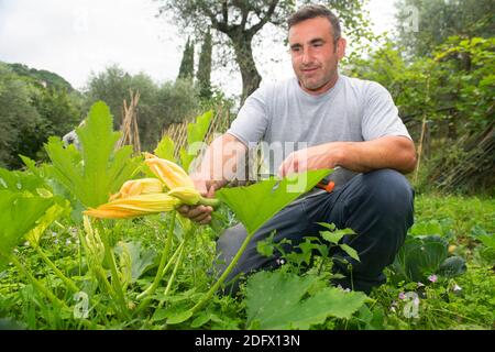 Coltivatore biologico che tiene nelle mani fiori di zucchina Foto Stock