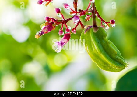 Closeup giovane Carambola o Star Fruit o Averrhoa Carambola su albero con fiori rosa con goccia d'acqua sulla luce naturale, fuoco selettivo. Foto Stock