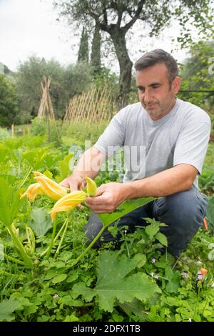 Coltivatore biologico che tiene nelle mani fiori di zucchina Foto Stock