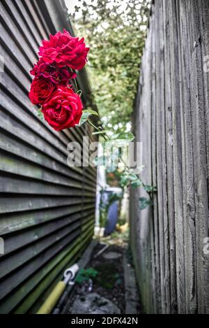 Nonostante le barriere in questo modo, questo lungo, spinoso fiore rosso brillante dal vicino della porta accanto è riuscito a fare il suo modo attraverso una piccola apertura in t Foto Stock