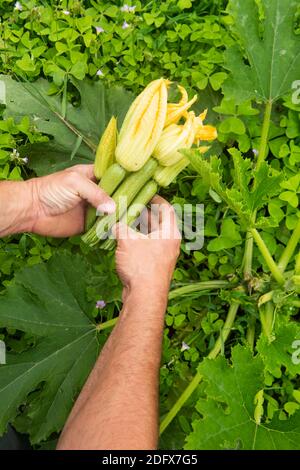 Coltivatore biologico che tiene nelle mani fiori di zucchina Foto Stock