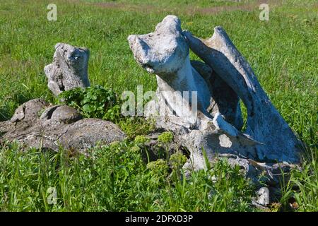 Whale osso mandibolare, Yttygran Isola del Mare di Bering, Estremo Oriente Russo Foto Stock