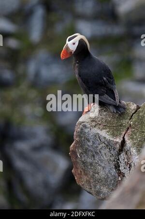 Tufted Puffin (Fratercula cirrhata) sull isola di Kolyuchin, mare di Bering, Estremo Oriente Russo Foto Stock