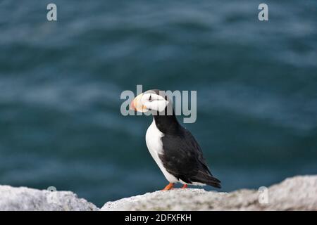 Puffin cornuto (Fratercola corniculata) sull'isola di Kolyuchin, il mare di Bering, l'Estremo Oriente russo Foto Stock