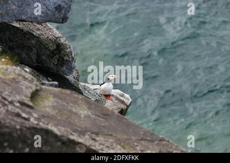 Puffin cornuto (Fratercola corniculata) sull'isola di Kolyuchin, il mare di Bering, l'Estremo Oriente russo Foto Stock