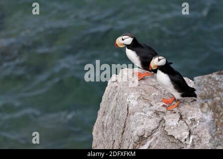 Puffin cornuto (Fratercola corniculata) sull'isola di Kolyuchin, il mare di Bering, l'Estremo Oriente russo Foto Stock