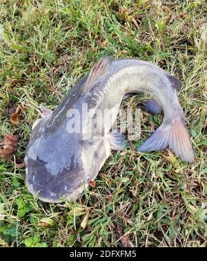 Primo piano di un grande canale catfish in cima del suolo Foto Stock