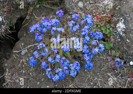 Forget-Me alpino-Non (Myosotis alpestris ssp. asiatica), Wrangel Island, Chukchi Sea, Russia Estremo Oriente Foto Stock