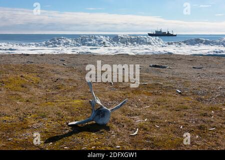 Osso tricheco, Cape Vankarem, Wrangel Island, Chukchi Sea, Russia Estremo Oriente Foto Stock
