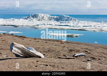 Spiaggia, Cape Vankarem, Wrangel Island, Chukchi Sea, Russia Estremo Oriente Foto Stock