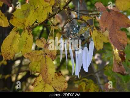 Bellissima dreamcatcher fatta a mano con piume bianche appese sull'albero tra foglie gialle. Sfondo naturale Mystic con catcher sogno, esoterico e o Foto Stock