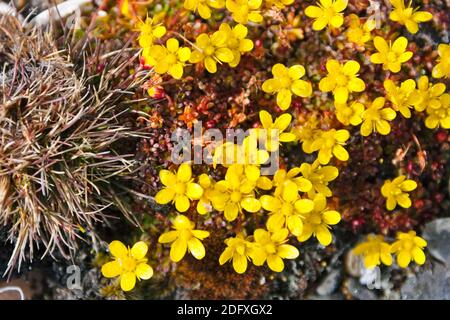 Ranuncolo artico (Ranunculus grayi), Cape Vankarem, Wrangel Island, Chukchi Sea, Russia Estremo Oriente Foto Stock