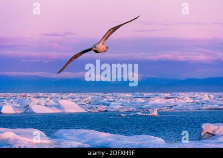 Seagull volo su ghiaccio galleggiante nel mare di Bering, Russia Estremo Oriente Foto Stock