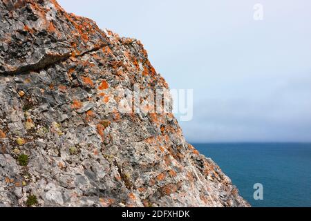 Il Lichen sulla scogliera rocciosa, Capo Dezhnev, la maggior parte orientale dell Eurasia, Estremo Oriente Russo Foto Stock