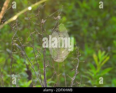 Spider Web riflette l'alba mentre si blocca su Branch Gambi sulla Prairie con Foliage verde in background Macro primo piano Foto Stock