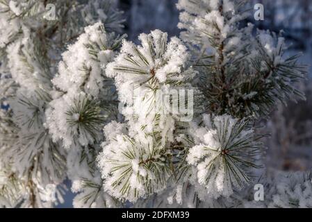 Splendido sfondo astratto festivo invernale con un motivo di peluche rami di pino con aghi con brina bianca e neve in luce solare Foto Stock