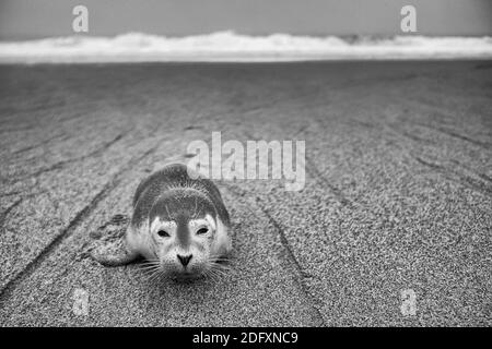 Harbour Seal Pup (Phoca vitulina) sulla spiaggia di sabbia Foto Stock