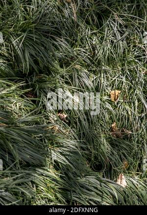 Cyperus esculentus o Evergold Sedge è un raccolto della famiglia delle Sedge. Sfondo di prateria. Foto Stock