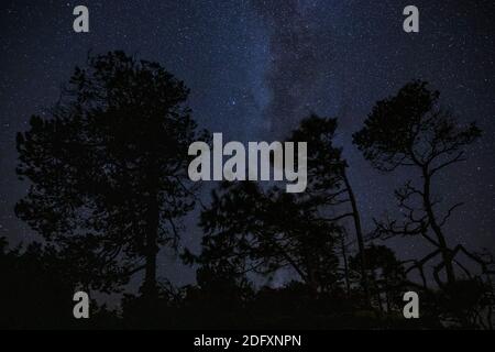 Alberi e il cielo stellato notturno visto da Tonquin Beach nel mese di settembre, Vancouver Island vicino a Tofino, BC, Canada. Foto Stock