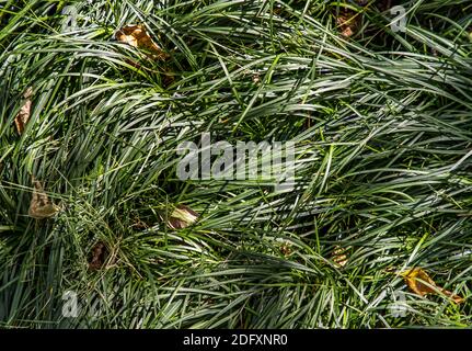 Cyperus esculentus o Evergold Sedge è un raccolto della famiglia delle Sedge. Sfondo di prateria. Foto Stock