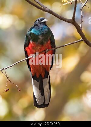 Eared Quetzal, Euptilotis neoxenus, un bel trogon uccello che è raro negli Stati Uniti e una mega rarità per gli osservatori di uccelli Foto Stock