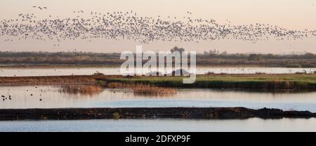 Greggi di oche da neve, Anser caerulescens, al Sonny Bono Salton Sea National Wildlife Refuge, California, USA Foto Stock